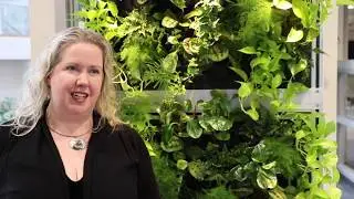 BCIT Natural Health and Food Products Research Group - Kombucha Testing