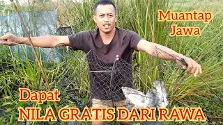 JEBAKAN IKAN/WUWU BODOH TERMUDAH PASANG TAMPA MODAL UMPAN.
