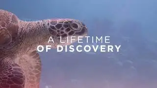 Ocean by David Attenborough and Colin Butfield