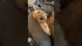 Bark at your dog #airedaleterrier #terrier #dogshorts #dog #puppies #puppytiktok