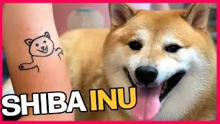Cute and funny SHIBA INU (special balltze participation)