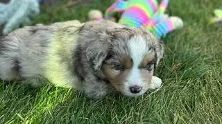 Blue Eyed Blue Merle boy Mini Aussie