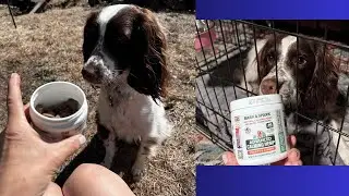 BARK & SPARK Advanced Calming Hemp Treats for Dogs Review