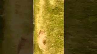 casper the white lion is soon losing it