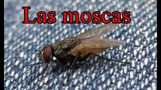 Las moscas .Datos y curiosidades.( D&iacute;pteros )