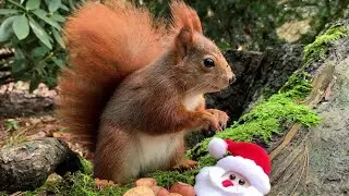 Eichhörnchen Entertainment - Weihnussfeier | Squirrel Entertainment - Christmas Party