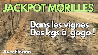 JACKPOT MORILLES ! Ce vigneron trouve des #morilles par centaines tous les jours ! Vid. Champipote