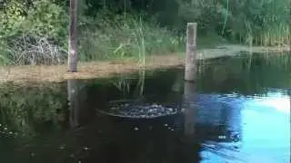 New Mouse Fly for Big Bass - HD Topwater Action 1080p