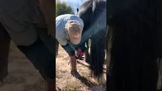 Shoeing Hind Foot on Half Draft Gypsy in 5  Min RJF