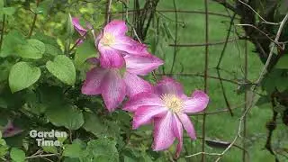 Rogerson Container Clematis