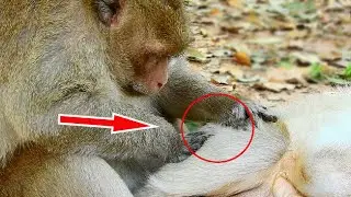 Amazing !! Big King Mak Monkey Was Give Best Grooming For Aseop Monkey