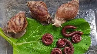 What Happens When Millipedes and Snails Share a Space ? #UnexpectedNature #Millipede #Educational