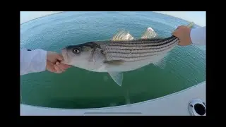 Striper FRENZY (Long Island Sound)!!!!!