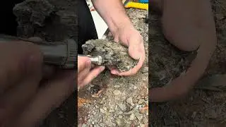 📍Chiseling a Rare Gem-Grade Ammonite Fossil from Alberta | Uncovering Ammolite Treasure