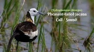 Pheasant Tailed Jacana Call / Pheasant Tailed Jacana Sound / Pheasant Tailed Jacana Voice