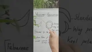Vexillary aestivation