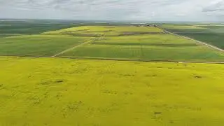 Canola Fields In Southern Alberta, Canada July 2024