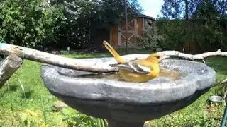 Birdwatching Delight: Female Baltimore Oriole Splashes in the Bird Bath
