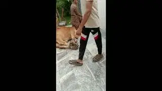 professional Qasai Shareef Janwar #Qurbani 2k23