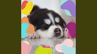 Smart Moods for Best Dogs