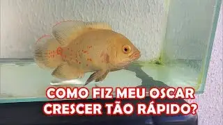 Como fiz meu Oscar crescer tão rápido?