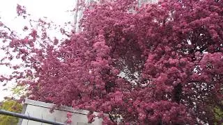 Spring blossom BERLIN