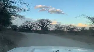 Driving Past Baobab Trees at Sunset &ndash; Wide Dirt Road in Northern Tanzania POV 