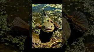 HUGE Fish DESTROYS Bait! 🎣 You Won't Believe What Happened! 🤯