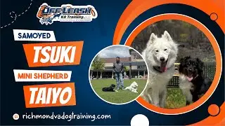 Tsuki | Samoyed  | Taiyo | Mini Shepherd | Off Leash K9 Training | Best dog trainers in Warenton