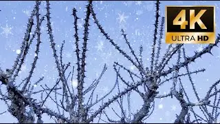 ❄️Frozen Bloom Forest Ambience Ultra-Close Frost on Winter Trees (Deep Focus, Calm, Winter Study 4K)