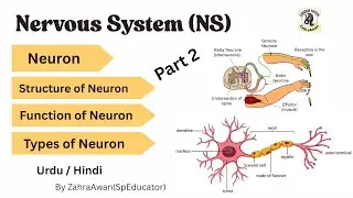 Nervous System | Part 2 | Neuron | Types of Neuron | Structure of Neuron | Function of Neuron | NS |