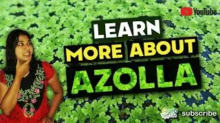 Azolla production