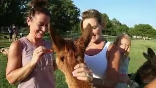 Alpaca Yoga at the Ranch