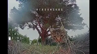Made A Kitty Friend, MiniWhoop Style.