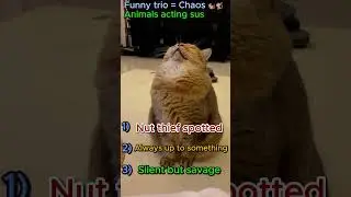 &ldquo;Squirrel, Monkey & Cat = Comedy Trio 😂🐿️🐒🐱&rdquo;#funny #entertaininganimals #animalvideos #cat