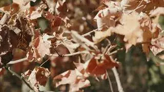 Autumn Waltz