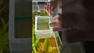 How to setup a fish breeding box #aquarium #fish #fries #breeding #box