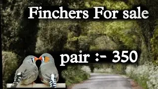 Finchers For sale