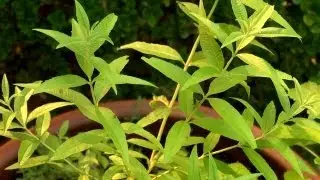 How to Grow Herbs in Small Spaces | At Home With P. Allen Smith