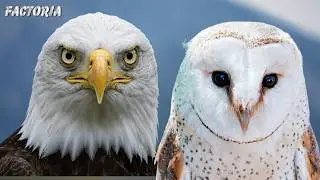 The AIR WAR: Eagle vs Vulture &ndash; Who Has the DEADLIEST SENSE? (Sky Animals Ranked) | Factoria