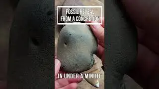 Fossil Reveal from a Concretion: In Under A Minute #Shorts