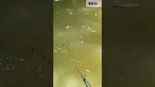 #fishing#lakefish#seafish##fishcurry#fishcutting#funnyvideos#colorfish.please subscribe my channel