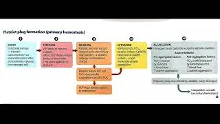 Platelet Plug Formation Explained (In Hindi Podcast) #medicalpodcast #hemostasis #bloodclotting