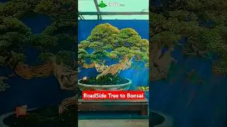 Turn Road Side Plant to Bonsai Tree ~ Bonsai Plant