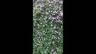 Wow... Huge Small Size pink color flowers blossoms, Looks So Beautiful , #pinkflowers, #flowers