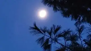 Moon through branches