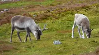 Reindeer Grazing 2