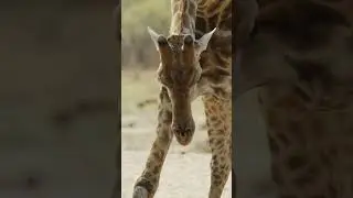 #giraffe drinking #shorts