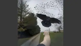 Call Of The Crow