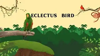 #eclectus green bird# eclectus parrot sounds#male eclectus parrot sounds#Eclectus Parrot Sounds